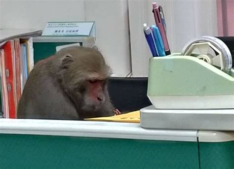 猴子辦公